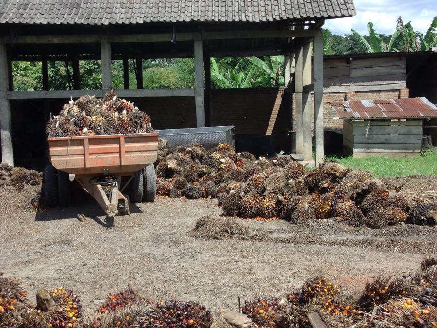 A trailer piled with freshly harvested palm fruit outside a farm shed in the Congo.